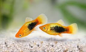 Pez Platy