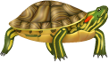 Tortuga